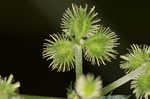 Largefruit blacksnakeroot